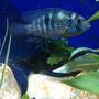 freshwater fish - aequidens pulcher - blue acara stocking in 58 gallons tank - My Blue Acara (Bertha)