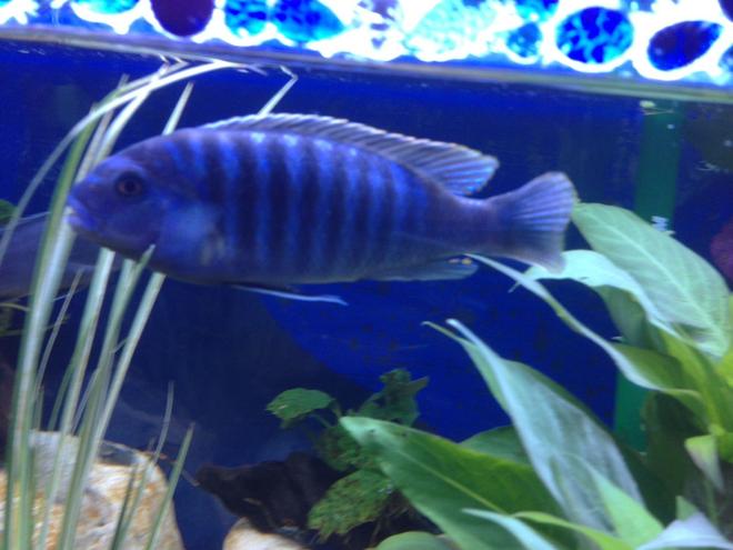 freshwater fish - pseudotropheus elongatus - elongate mbuna stocking in 58 gallons tank - What is he?