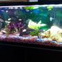 50 gallons freshwater fish tank (mostly fish and non-living decorations) - Check out Plecy and my Mbunas