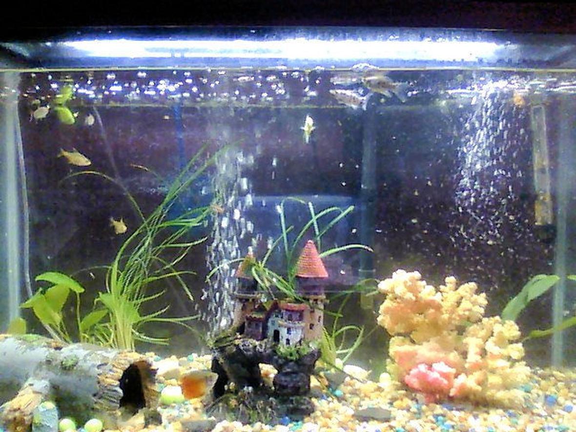 30 gallons planted tank (mostly live plants and fish) - this photo shows most of the fish however the eel is barely sticking its face out of the castle on the coral side and the sharks are hiding in the log and in the coral