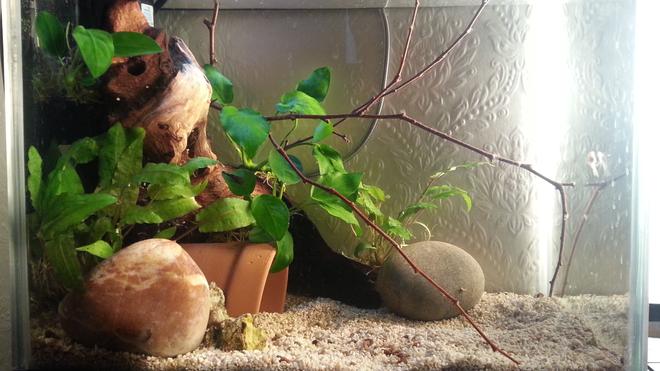 75 gallons planted tank (mostly live plants and fish) - This is my planted Bristlenose tank, I use it to grow on my baby plecs.