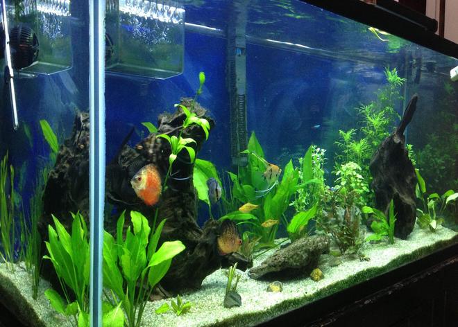 93 gallons planted tank (mostly live plants and fish) - MainTank