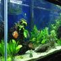 93 gallons planted tank (mostly live plants and fish) - MainTank