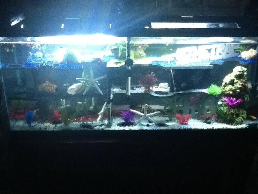 Rated #201: 55 Gallons Freshwater Fish Tank - #thetraptank has three levels with fake and live plants. Triple the levels, triple the fun!