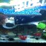 fish tank picture - Different angle