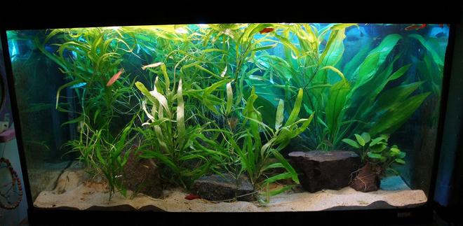 200 gallons planted tank (mostly live plants and fish)