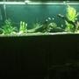 150 gallons freshwater fish tank (mostly fish and non-living decorations) - 150 gallon freshwater budget tank