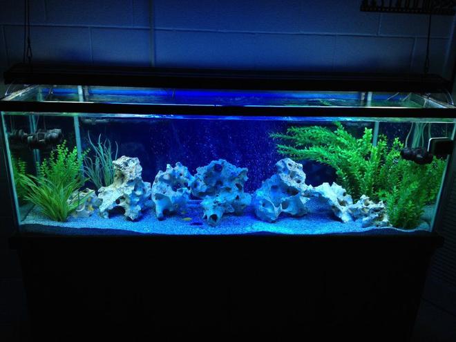 150 gallons freshwater fish tank (mostly fish and non-living decorations) - 150 Gallon Lake Malawi

All Male show tank