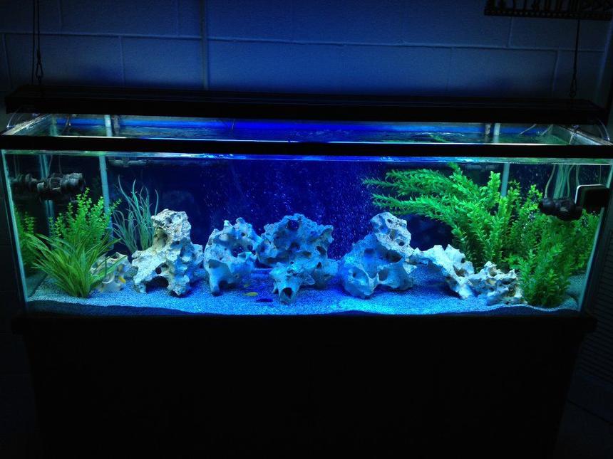 Rated #101: 150 Gallons Freshwater Fish Tank - 150 Gallon Lake Malawi

All Male show tank