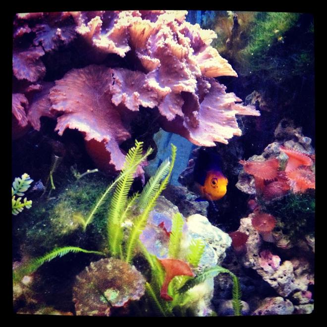 55 gallons reef tank (mostly live coral and fish) - The new ruler of my tank. This little guy have been with me for almost 10 years now. He survived the heat wave that nearly wiped out my entire reef tank, including my beloved Queen Angel.