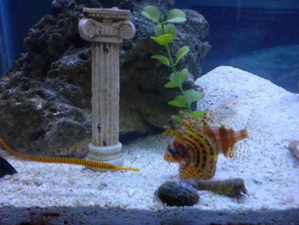 saltwater fish - dendrochirus brachypterus - fuzzy dwarf lionfish stocking in 55 gallons tank - Yellow banded pipe