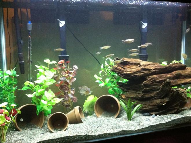 110 gallons freshwater fish tank (mostly fish and non-living decorations) - 110 gallon tall 
Marineland c-360 canister
2x penguin 350 biowheel
Aqueon 300w heater
Aqueon modular led w/3 color max bulbs

12 giant danios
3 red head tapajos
1 geophagus neambi
1 krobia
2 heroina 
4 bandit cichlid