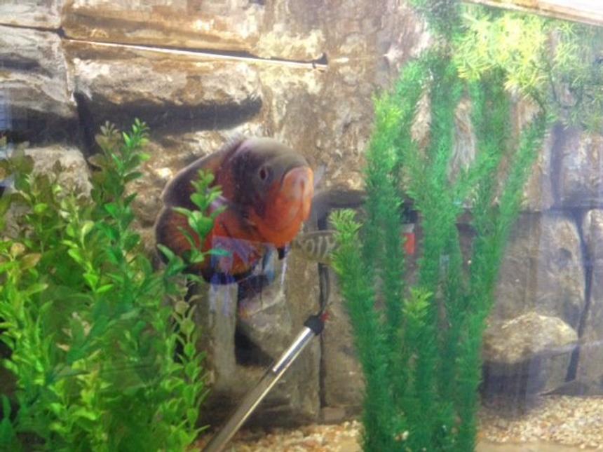 Rated #121: 240 Gallons Freshwater Fish Tank - massive 240 gallons, oscars, awesome!  diy cement background