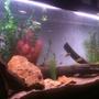 fish tank picture - Updated photo of tank and fish added, 5 Boesmani Rainbows, 7 Emperor Tetras