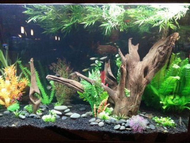 110 gallons freshwater fish tank (mostly fish and non-living decorations)