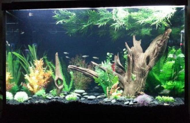 110 gallons freshwater fish tank (mostly fish and non-living decorations)