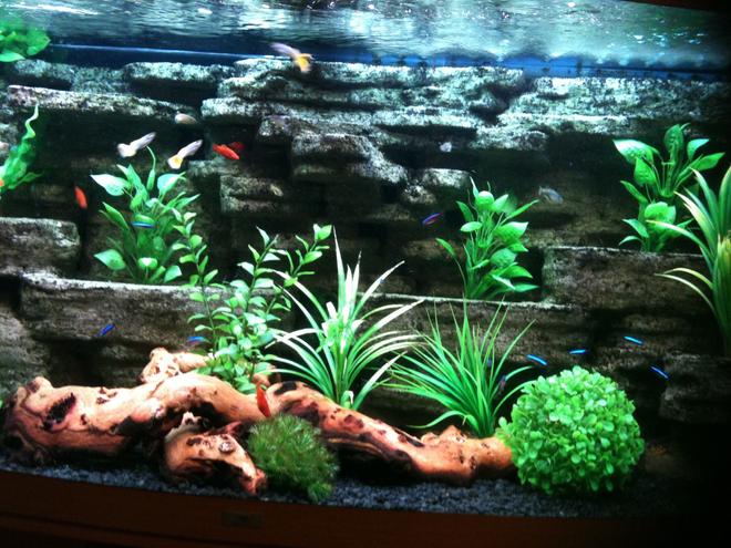 260 gallons freshwater fish tank (mostly fish and non-living decorations) - My 260ltr community tank