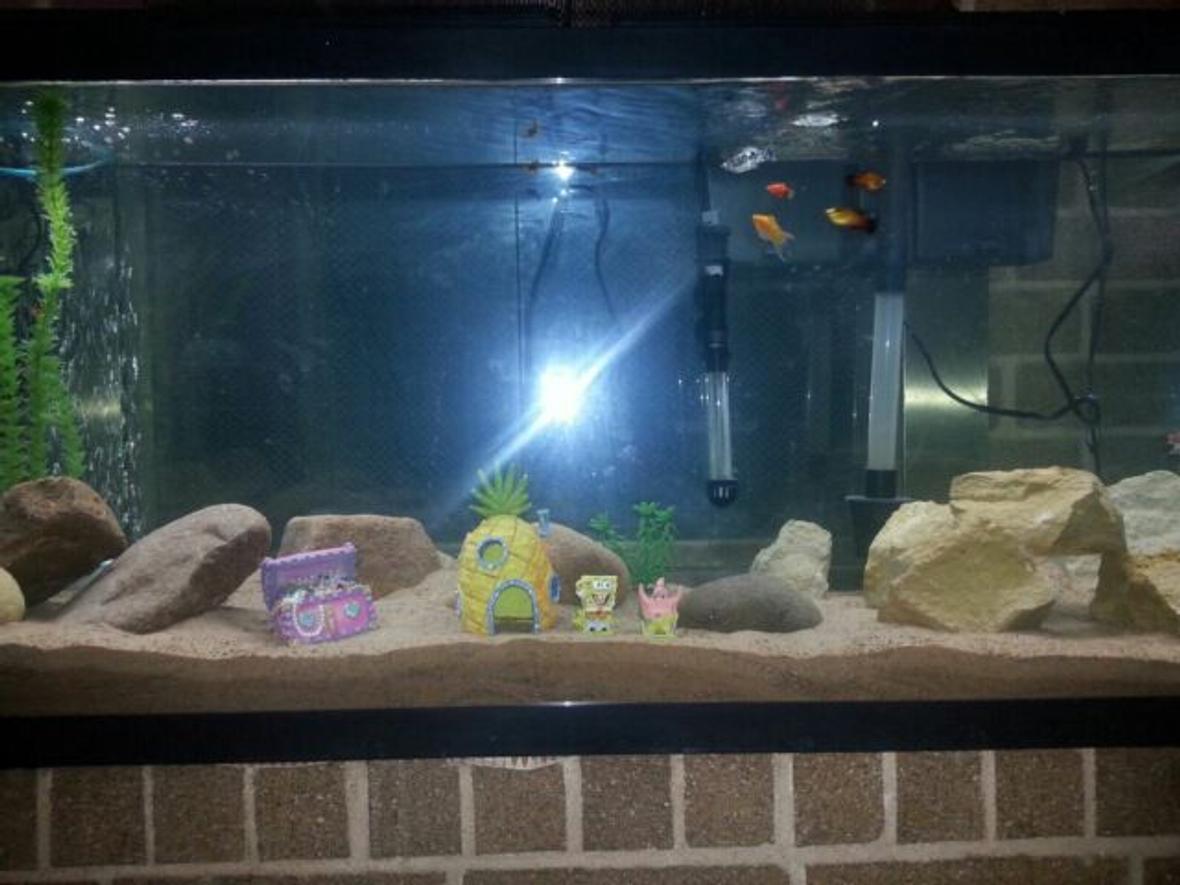 55 gallons freshwater fish tank (mostly fish and non-living decorations) - Added sand just recently and found my stone on the job site looks really amazing to me