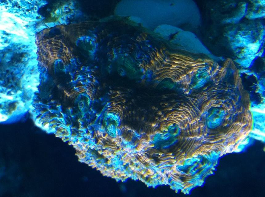 Rated #5: Corals Inverts - Acanthastrea Echinata - Acan Brain Coral Stocking In 90 Gallons Tank