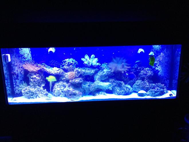 150 gallons saltwater fish tank (mostly fish, little/no live coral) - My 150