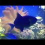saltwater fish - odonus niger - niger triggerfish stocking in 150 gallons tank - My Niger....the bully of the tank