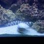 saltwater fish - echidna nebulosa - snowflake eel stocking in 150 gallons tank - Snowflake...doesn't bother any other fish