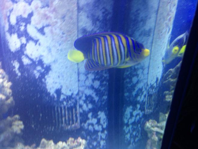 saltwater fish - pygoplites diacanthus - regal angelfish stocking in 150 gallons tank - Regal Angel