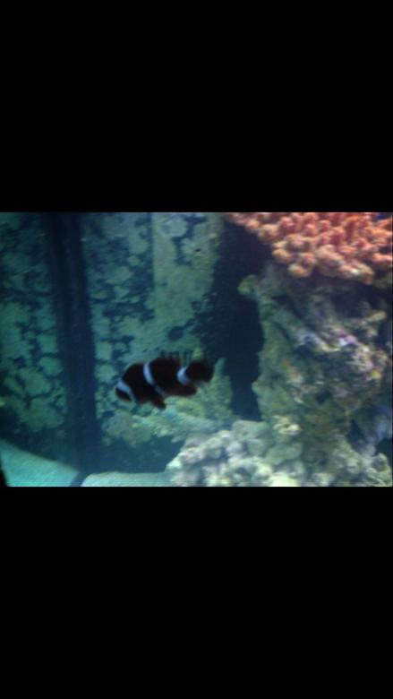saltwater fish - premnas biaculeatus - maroon clownfish stocking in 150 gallons tank - Maroon clown