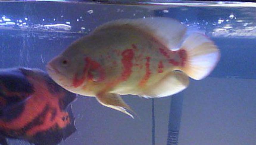 Rated #10: Freshwater Fish - Astronotus Ocellatus - Albino Oscar Stocking In 55 Gallons Tank - Albino oscar