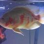 freshwater fish - astronotus ocellatus - albino oscar stocking in 55 gallons tank - Albino oscar