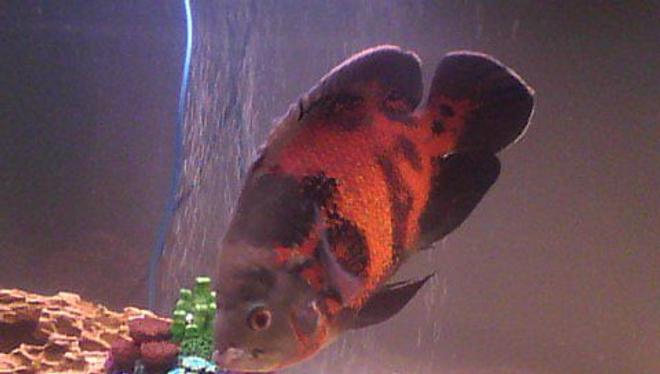 freshwater fish - astronotus ocellatus - tiger oscar stocking in 55 gallons tank - Tiger Oscar