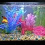 10 gallons freshwater fish tank (mostly fish and non-living decorations) - My first tank ; 4 platy and 3 albino corydoras.