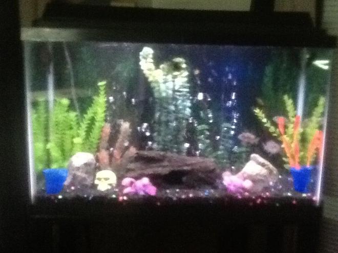 30 gallons freshwater fish tank (mostly fish and non-living decorations) - Tank 1 .... 4 African Cichlids