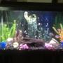 30 gallons freshwater fish tank (mostly fish and non-living decorations) - Tank 1 .... 4 African Cichlids