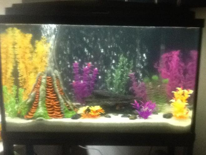 30 gallons freshwater fish tank (mostly fish and non-living decorations) - Tank 2 ... 7. Mix of kinds of  African cichlids and 3 oscars 1 crawfish and 2 plecostomus