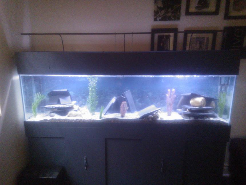Rated #187: 75 Gallons Freshwater Fish Tank - 75G cichlid tank(still cycling with two tiger barbs)