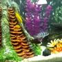 freshwater fish - metriaclima lombardoi - kenyi cichlid stocking in 30 gallons tank - Tank 2 ... 7. Mix of kinds of African cichlids and 3 oscars 1 crawfish and 2 plecostomus