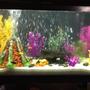 fish tank picture - Tank 2 ... 7. Mix of kinds of African cichlids and 3 oscars 1 crawfish and 2 plecostomus