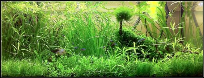 70 gallons planted tank (mostly live plants and fish) - Juwel Rio 300 Blue Ram Garden