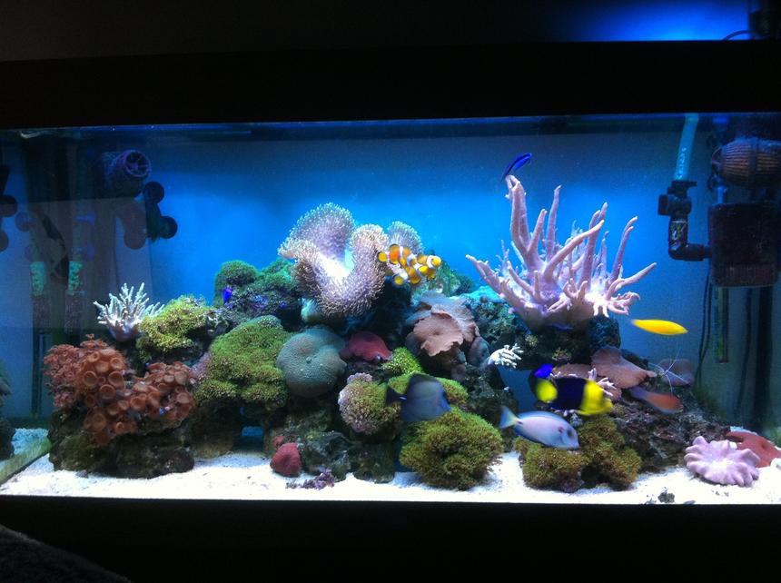 Rated #2: 67 Gallons Reef Tank - Updated photo 12/3/2013