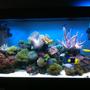 67 gallons reef tank (mostly live coral and fish) - Updated photo 12/3/2013