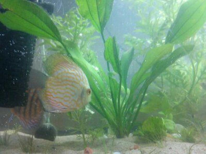 Rated #65: Freshwater Fish - Symphysodon Sp. - Snakeskin Discus Stocking In 24 Gallons Tank