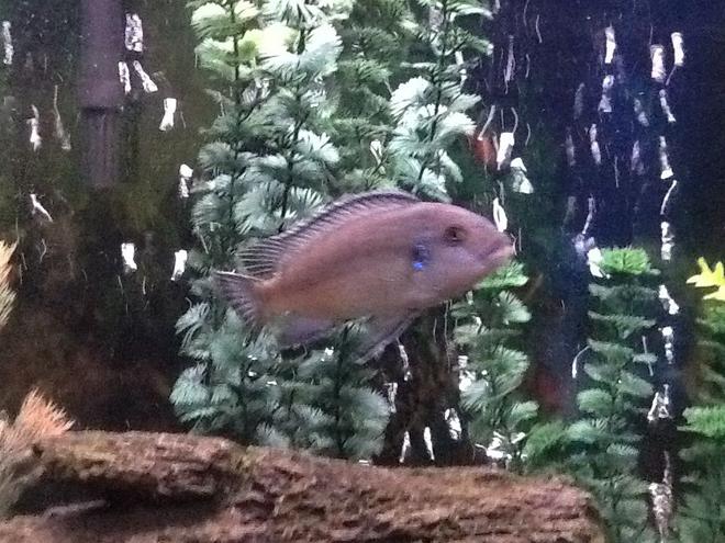 freshwater fish - maylandia callainos - blue cobalt cichlid stocking in 30 gallons tank