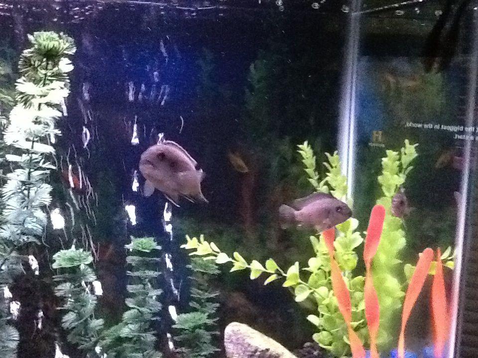 freshwater fish - maylandia callainos - blue cobalt cichlid stocking in 30 gallons tank