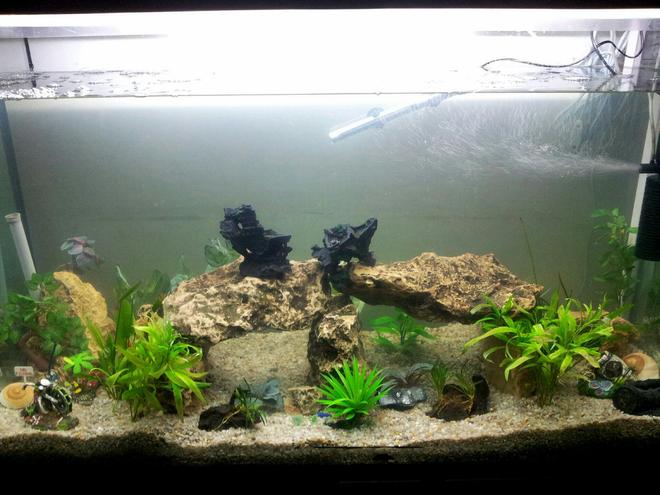 115 gallons freshwater fish tank (mostly fish and non-living decorations) - filled white