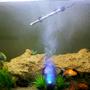 fish tank picture - blue mist
