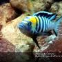 freshwater fish - cynotilapia afra - afra cichlid stocking in 180 gallons tank - Afra cobue orange back