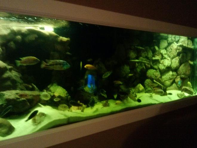 180 gallons freshwater fish tank (mostly fish and non-living decorations) - 180 gallon playing around with my lights