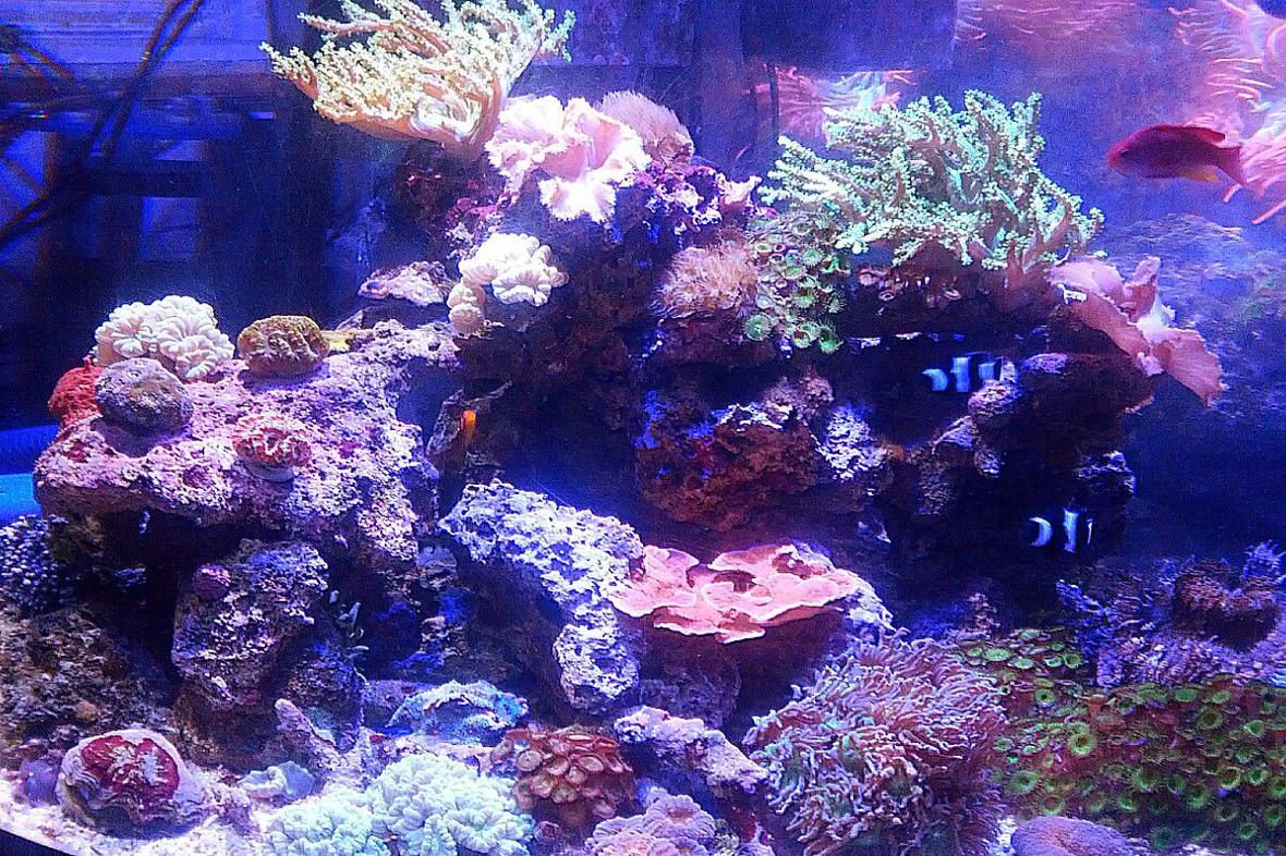 92 gallons reef tank (mostly live coral and fish) - One of 2 92 gallon displays