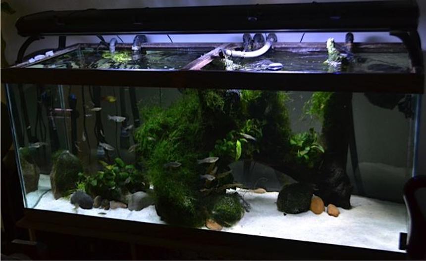 Rated #31: 70 Gallons Planted Tank - established 2008